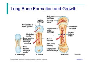 Long Bone Formation and Growth
Figure 5.4a
Slide 5.23
Copyright © 2003 Pearson Education, Inc. publishing as Benjamin Cummings
 