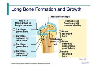 Long Bone Formation and Growth
Figure 5.4b
Slide 5.24
Copyright © 2003 Pearson Education, Inc. publishing as Benjamin Cummings
 