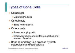 Types of Bone Cells
• Osteocytes
• Mature bone cells
• Osteoblasts
• Bone-forming cells
• Osteoclasts
• Bone-destroying cells
• Break down bone matrix for remodeling and
release of calcium
• Bone remodeling is a process by both
osteoblasts and osteoclasts
Slide 5.25
Copyright © 2003 Pearson Education, Inc. publishing as Benjamin Cummings
 