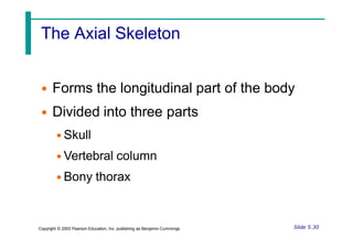 The Axial Skeleton
• Forms the longitudinal part of the body
• Divided into three parts
• Skull
• Vertebral column
• Bony thorax
Slide 5.30
Copyright © 2003 Pearson Education, Inc. publishing as Benjamin Cummings
 