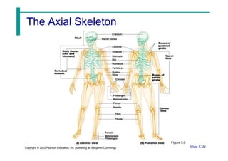 The Axial Skeleton
Figure 5.6
Slide 5.31
Copyright © 2003 Pearson Education, Inc. publishing as Benjamin Cummings
 