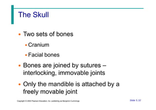 The Skull
• Two sets of bones
• Cranium
• Facial bones
• Bones are joined by sutures –
interlocking, immovable joints
• Only the mandible is attached by a
freely movable joint
Slide 5.32
Copyright © 2003 Pearson Education, Inc. publishing as Benjamin Cummings
 