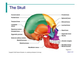 The Skull
Figure 5.7
Slide 5.33
Copyright © 2003 Pearson Education, Inc. publishing as Benjamin Cummings
 