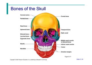 Bones of the Skull
Figure 5.11
Slide 5.34
Copyright © 2003 Pearson Education, Inc. publishing as Benjamin Cummings
 