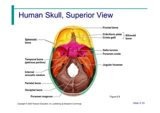 Human Skull, Superior View
Figure 5.8
Slide 5.35
Copyright © 2003 Pearson Education, Inc. publishing as Benjamin Cummings
 