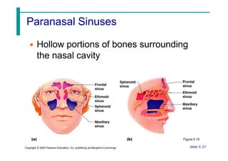 Paranasal Sinuses
• Hollow portions of bones surrounding
the nasal cavity
Figure 5.10
Slide 5.37
Copyright © 2003 Pearson Education, Inc. publishing as Benjamin Cummings
 