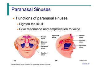 Paranasal Sinuses
• Functions of paranasal sinuses
• Lighten the skull
• Give resonance and amplification to voice
Figure 5.10
Slide 5.38
Copyright © 2003 Pearson Education, Inc. publishing as Benjamin Cummings
 