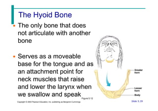 The Hyoid Bone
• The only bone that does
not articulate with another
bone
• Serves as a moveable
base for the tongue and as
an attachment point for
neck muscles that raise
and lower the larynx when
we swallow and speakFigure 5.12
Slide 5.39
Copyright © 2003 Pearson Education, Inc. publishing as Benjamin Cummings
 