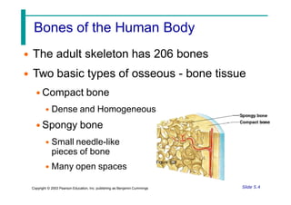 Bones of the Human Body
• The adult skeleton has 206 bones
• Two basic types of osseous - bone tissue
• Compact bone
• Dense and Homogeneous
• Spongy bone
• Small needle-like
pieces of bone
• Many open spaces
Figure 5.2b
Slide 5.4
Copyright © 2003 Pearson Education, Inc. publishing as Benjamin Cummings
 