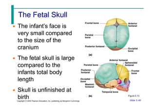 The Fetal Skull
• The infant’s face is
very small compared
to the size of the
cranium
• The fetal skull is large
compared to the
infants total body
length
• Skull is unfinished at
birth Slide 5.40
Copyright © 2003 Pearson Education, Inc. publishing as Benjamin Cummings
Figure 5.13
 