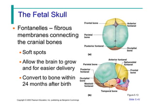 The Fetal Skull
g
• Fontanelles – fibrous
membranes connectin
the cranial bones
• Soft spots
• Allow the brain to grow
and for easier delivery
• Convert to bone within
24 months after birth
Figure 5.13
Slide 5.41
Copyright © 2003 Pearson Education, Inc. publishing as Benjamin Cummings
 