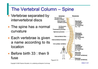 The Vertebral Column – Spine
• Vertebrae separated by
intervertebral discs
• The spine has a normal
curvature
• Each vertebrae is given
a name according to its
location
• Before birth 33 : then 9
fuse
Slide 5.42
Copyright © 2003 Pearson Education, Inc. publishing as Benjamin Cummings
Figure 5.14
 