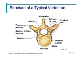 Structure of a Typical Vertebrae
Figure 5.16
Slide 5.43
Copyright © 2003 Pearson Education, Inc. publishing as Benjamin Cummings
 