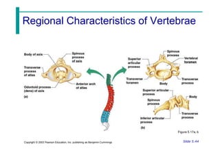 Regional Characteristics of Vertebrae
Figure 5.17a, b
Slide 5.44
Copyright © 2003 Pearson Education, Inc. publishing as Benjamin Cummings
 