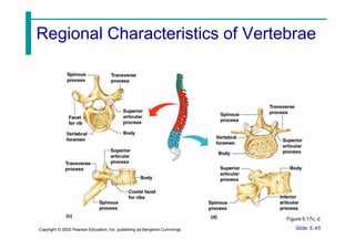 Regional Characteristics of Vertebrae
Figure 5.17c, d
Slide 5.45
Copyright © 2003 Pearson Education, Inc. publishing as Benjamin Cummings
 