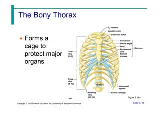 The Bony Thorax
• Forms a
cage to
protect major
organs
Figure 5.19a
Slide 5.46
Copyright © 2003 Pearson Education, Inc. publishing as Benjamin Cummings
 