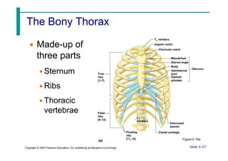 The Bony Thorax
• Made-up of
three parts
• Sternum
• Ribs
• Thoracic
vertebrae
Figure 5.19a
Slide 5.47
Copyright © 2003 Pearson Education, Inc. publishing as Benjamin Cummings
 