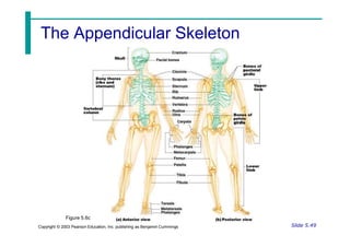 The Appendicular Skeleton
Figure 5.6c
Slide 5.49
Copyright © 2003 Pearson Education, Inc. publishing as Benjamin Cummings
 