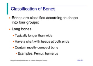 Classification of Bones
• Bones are classifies according to shape
into four groups:
• Long bones
• Typically longer than wide
• Have a shaft with heads at both ends
• Contain mostly compact bone
• Examples: Femur, humerus
Slide 5.5
Copyright © 2003 Pearson Education, Inc. publishing as Benjamin Cummings
 