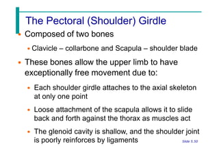 The Pectoral (Shoulder) Girdle
• Composed of two bones
• Clavicle – collarbone and Scapula – shoulder blade
• These bones allow the upper limb to have
exceptionally free movement due to:
• Each shoulder girdle attaches to the axial skeleton
at only one point
• Loose attachment of the scapula allows it to slide
back and forth against the thorax as muscles act
• The glenoid cavity is shallow, and the shoulder joint
Slide 5.50
is poorly reinforces by ligaments
 