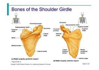 Bones of the Shoulder Girdle
Figure 5.20c, d
Slide 5.52
Copyright © 2003 Pearson Education, Inc. publishing as Benjamin Cummings
 