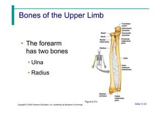 Bones of the Upper Limb
• The forearm
has two bones
• Ulna
• Radius
Slide 5.54
Copyright © 2003 Pearson Education, Inc. publishing as Benjamin Cummings
Figure 5.21c
 
