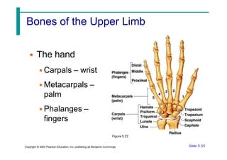 Bones of the Upper Limb
• The hand
• Carpals – wrist
• Metacarpals –
palm
• Phalanges –
fingers
Slide 5.55
Copyright © 2003 Pearson Education, Inc. publishing as Benjamin Cummings
Figure 5.22
 