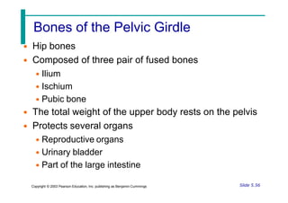 Bones of the Pelvic Girdle
• Hip bones
• Composed of three pair of fused bones
• Ilium
• Ischium
• Pubic bone
• The total weight of the upper body rests on the pelvis
• Protects several organs
• Reproductive organs
• Urinary bladder
• Part of the large intestine
Slide 5.56
Copyright © 2003 Pearson Education, Inc. publishing as Benjamin Cummings
 