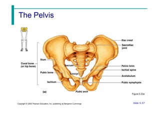 The Pelvis
Figure 5.23a
Slide 5.57
Copyright © 2003 Pearson Education, Inc. publishing as Benjamin Cummings
 