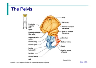 The Pelvis
Figure 5.23b
Slide 5.58
Copyright © 2003 Pearson Education, Inc. publishing as Benjamin Cummings
 