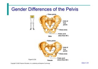 Gender Differences of the Pelvis
Figure 5.23c
Slide 5.59
Copyright © 2003 Pearson Education, Inc. publishing as Benjamin Cummings
 