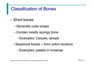 Classification of Bones
• Short bones
• Generally cube-shape
• Contain mostly spongy bone
• Examples: Carpals, tarsals
• Sesamoid bones – form within tendons
• Examples: patella or kneecap
Slide 5.6
Copyright © 2003 Pearson Education, Inc. publishing as Benjamin Cummings
 