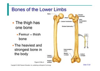 Bones of the Lower Limbs
• The thigh has
one bone
• Femur – thigh
bone
• The heaviest and
strongest bone in
the body
Figure 5.35a, b
Slide 5.60
Copyright © 2003 Pearson Education, Inc. publishing as Benjamin Cummings
 