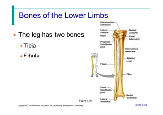 Bones of the Lower Limbs
• The leg has two bones
• Tibia
• Fibula
Figure 5.35c
Slide 5.61
Copyright © 2003 Pearson Education, Inc. publishing as Benjamin Cummings
 