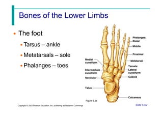 Bones of the Lower Limbs
• The foot
• Tarsus – ankle
• Metatarsals – sole
• Phalanges – toes
Figure 5.25
Slide 5.62
Copyright © 2003 Pearson Education, Inc. publishing as Benjamin Cummings
 