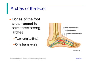 Arches of the Foot
• Bones of the foot
are arranged to
form three strong
arches
• Two longitudinal
• One transverse
Figure 5.26
Slide 5.63
Copyright © 2003 Pearson Education, Inc. publishing as Benjamin Cummings
 