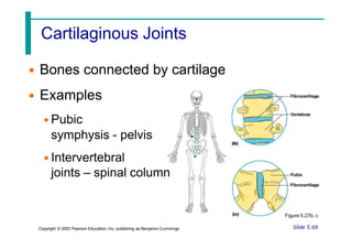 Cartilaginous Joints
• Bones connected by cartilage
• Examples
• Pubic
Figure 5.27b, c
Slide 5.68
Copyright © 2003 Pearson Education, Inc. publishing as Benjamin Cummings
symphysis - pelvis
• Intervertebral
joints – spinal column
 