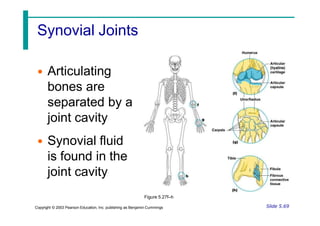 Synovial Joints
• Articulating
bones are
separated by a
joint cavity
• Synovial fluid
is found in the
joint cavity
Slide 5.69
Copyright © 2003 Pearson Education, Inc. publishing as Benjamin Cummings
Figure 5.27f–h
 