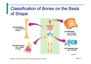 Classification of Bones on the Basis
of Shape
Figure 5.1
Slide 5.7
Copyright © 2003 Pearson Education, Inc. publishing as Benjamin Cummings
 