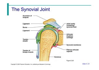 The Synovial Joint
Figure 5.28
Slide 5.72
Copyright © 2003 Pearson Education, Inc. publishing as Benjamin Cummings
 