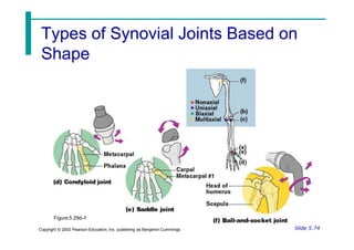 Types of Synovial Joints Based on
Shape
Figure 5.29d–f
Slide 5.74
Copyright © 2003 Pearson Education, Inc. publishing as Benjamin Cummings
 