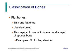 Classification of Bones
• Flat bones
• Thin and flattened
• Usually curved
• Thin layers of compact bone around a layer
of spongy bone
• Examples: Skull, ribs, sternum
Slide 5.8
Copyright © 2003 Pearson Education, Inc. publishing as Benjamin Cummings
 