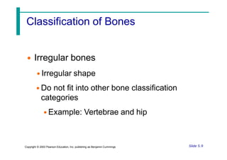 Classification of Bones
• Irregular bones
• Irregular shape
• Do not fit into other bone classification
categories
• Example: Vertebrae and hip
Slide 5.9
Copyright © 2003 Pearson Education, Inc. publishing as Benjamin Cummings
 