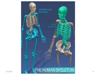 4/3/2024 11
Sreenu Thalla, Assistant Professor,
Pharmacology, Skeletal System
 