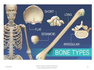 4/3/2024 12
Sreenu Thalla, Assistant Professor,
Pharmacology, Skeletal System
 