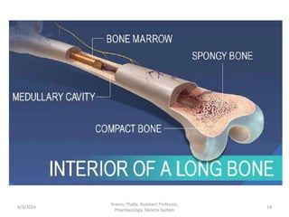 4/3/2024 14
Sreenu Thalla, Assistant Professor,
Pharmacology, Skeletal System
 