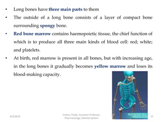 • Long bones have three main parts to them
• The outside of a long bone consists of a layer of compact bone
surrounding spongy bone.
• Red bone marrow contains haemopoietic tissue, the chief function of
which is to produce all three main kinds of blood cell: red; white;
and platelets.
• At birth, red marrow is present in all bones, but with increasing age,
in the long bones it gradually becomes yellow marrow and loses its
blood-making capacity.
4/3/2024 15
Sreenu Thalla, Assistant Professor,
Pharmacology, Skeletal System
 