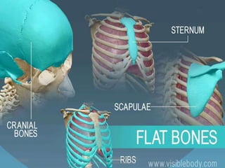 4/3/2024 24
Sreenu Thalla, Assistant Professor,
Pharmacology, Skeletal System
 
