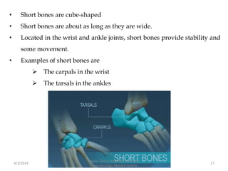 • Short bones are cube-shaped
• Short bones are about as long as they are wide.
• Located in the wrist and ankle joints, short bones provide stability and
some movement.
• Examples of short bones are
 The carpals in the wrist
 The tarsals in the ankles
4/3/2024 27
Sreenu Thalla, Assistant Professor,
Pharmacology, Skeletal System
 