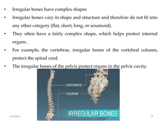 • Irregular bones have complex shapes
• Irregular bones vary in shape and structure and therefore do not fit into
any other category (flat, short, long, or sesamoid).
• They often have a fairly complex shape, which helps protect internal
organs.
• For example, the vertebrae, irregular bones of the vertebral column,
protect the spinal cord.
• The irregular bones of the pelvis protect organs in the pelvic cavity.
4/3/2024 29
Sreenu Thalla, Assistant Professor,
Pharmacology, Skeletal System
 